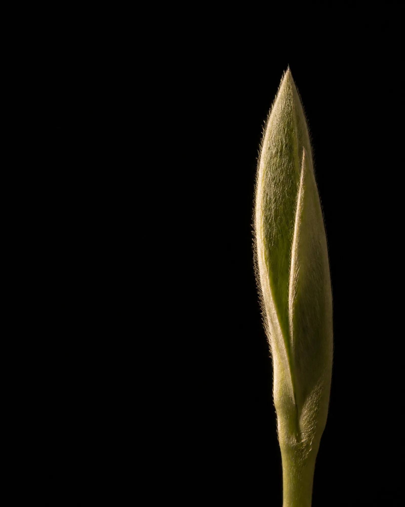 明前茶芽微距：黑暗中的单芽，银毫可见